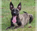 Small #2 Mutt