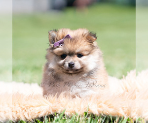 Medium Pomeranian