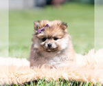 Puppy Crimson Pomeranian