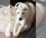 Small Photo #5 Labrador Retriever-Unknown Mix Puppy For Sale in Alexander, AR, USA