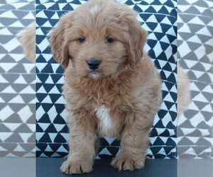Goldendoodle (Miniature) Puppy for sale in FREDERICKSBURG, OH, USA