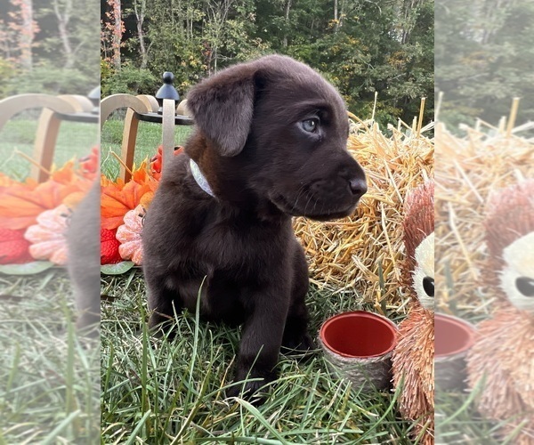 Medium Photo #4 Labrador Retriever Puppy For Sale in NEOLA, WV, USA