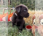 AKC Chocolates - Male Labrador Retriever Puppy for Sale - Photo #4