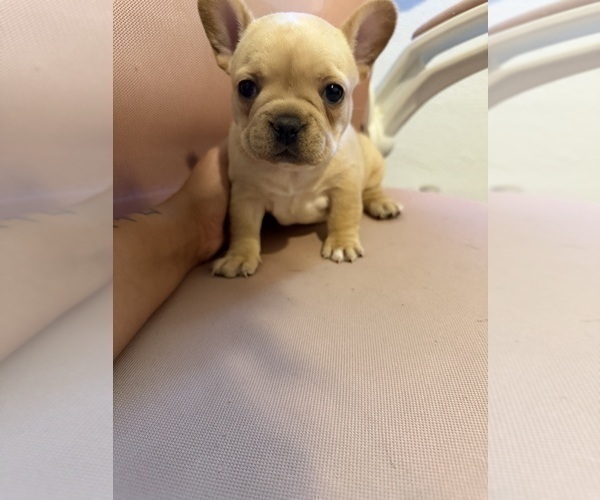 Medium Photo #6 French Bulldog Puppy For Sale in CEDAR RAPIDS, IA, USA