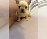 Small #5 French Bulldog