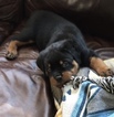Small Photo #1 Rottweiler Puppy For Sale in BEVERLY HILLS, CA, USA