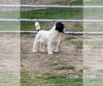 Small #2 Russell Terrier