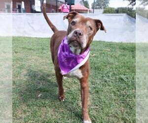 American Staffordshire Terrier-Unknown Mix Dogs for adoption in San Antonio, TX, USA