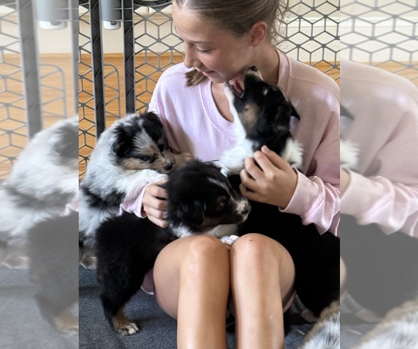 Medium Photo #10 Australian Shepherd Puppy For Sale in GREER, SC, USA