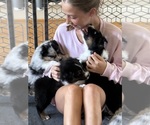 Small Photo #10 Australian Shepherd Puppy For Sale in GREER, SC, USA