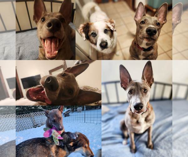 Medium Photo #6 Mutt Puppy For Sale in New London, WI, USA