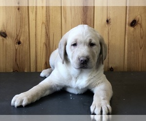 Labrador Retriever Puppy for sale in FREDERICKSBURG, OH, USA