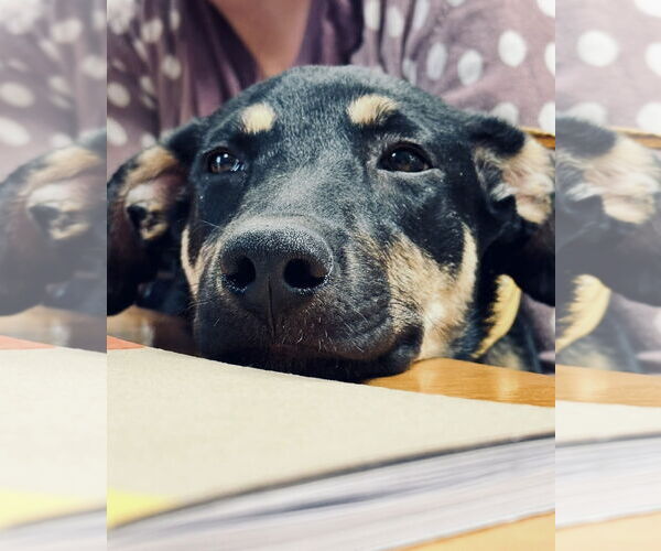 Medium Photo #2 German Shepherd Dog-Unknown Mix Puppy For Sale in Williamsburg, NM, USA