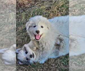 Great Pyrenees Puppy for sale in ADVANCE, NC, USA