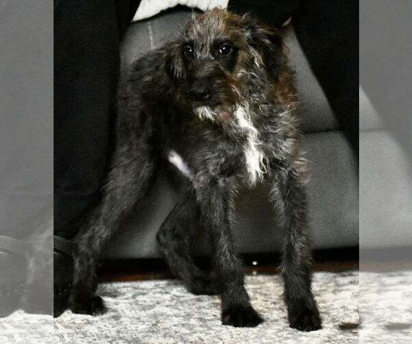Medium Photo #2 Poodle (Miniature)-Unknown Mix Puppy For Sale in Mechanicsburg, PA, USA