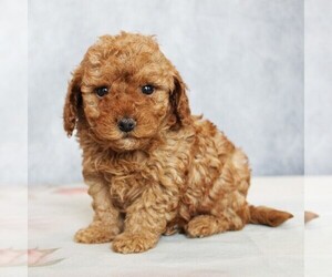 Poodle (Toy) Puppy for Sale in COATESVILLE, Pennsylvania USA