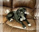 Puppy Grace Boxer
