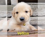 Small Photo #17 Golden Retriever Puppy For Sale in CHINO HILLS, CA, USA