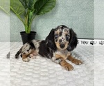 Small #5 Dachshund