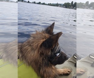 Medium German Shepherd Dog