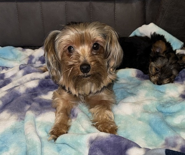 Medium Photo #1 Yorkshire Terrier Puppy For Sale in GATES, NY, USA