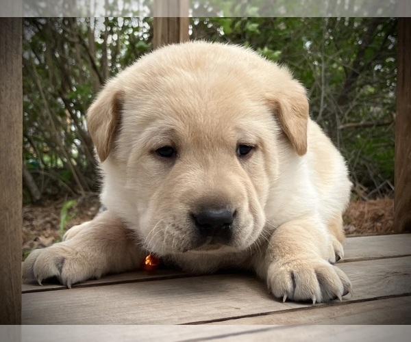 Medium Photo #1 Labrador Retriever Puppy For Sale in AUGUSTA, WI, USA