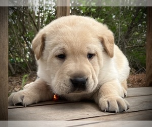 Labrador Retriever Puppy for sale in AUGUSTA, WI, USA