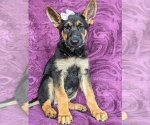 German Shepherd Dog Puppy for sale in LANCASTER, PA, USA