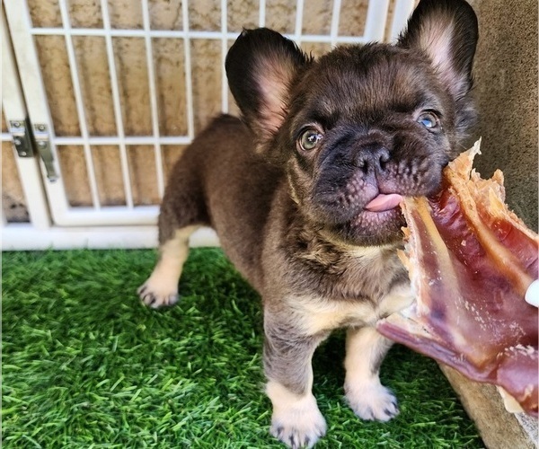 Medium Photo #11 French Bulldog Puppy For Sale in LAS VEGAS, NV, USA