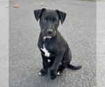 Small #1 Labrador Retriever Mix