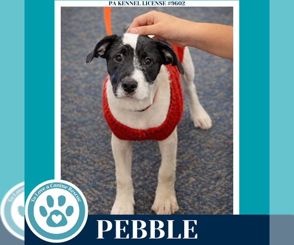 Medium Photo #2 Labrador Retriever-Unknown Mix Puppy For Sale in Kimberton, PA, USA