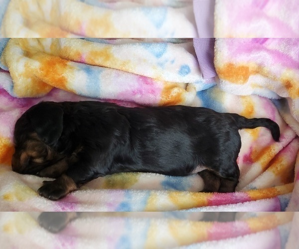 Medium Photo #3 Dachshund Puppy For Sale in MYSTIC, IA, USA
