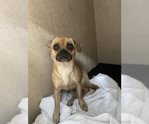 Pug-Unknown Mix Dogs for adoption in Plano, TX, USA