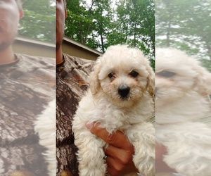 Poochon Puppy for sale in SPENCER, TN, USA