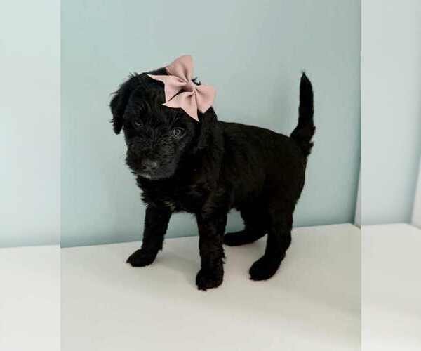 Medium Photo #13 Aussiedoodle-Labradoodle Mix Puppy For Sale in BRYANTOWN, MD, USA