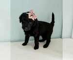 Small Photo #13 Aussiedoodle-Labradoodle Mix Puppy For Sale in BRYANTOWN, MD, USA