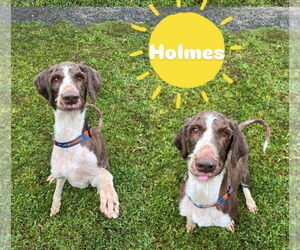 Irish Wolfhound-Unknown Mix Dogs for adoption in Rockaway, NJ, USA