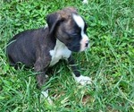 Small Photo #6 Boxer Puppy For Sale in JASPER, GA, USA