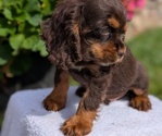 Small #2 Cocker Spaniel