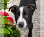 Small #1 Labrador Retriever Mix