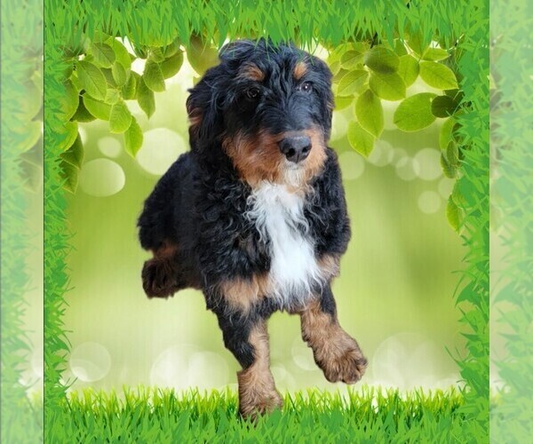 Medium Photo #9 Bernedoodle Puppy For Sale in BLACK FOREST, CO, USA