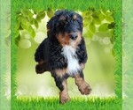 Small Photo #24 Bernedoodle Puppy For Sale in BLACK FOREST, CO, USA