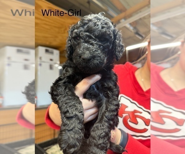 Medium Photo #6 Goldendoodle Puppy For Sale in BLUE RAPIDS, KS, USA