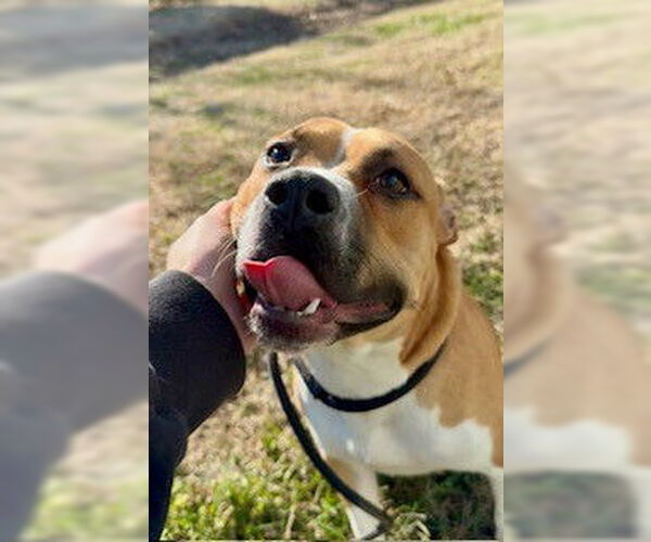 Medium Photo #1 Mutt Puppy For Sale in Louisville, KY, USA