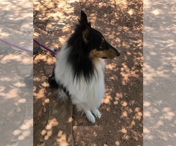 Medium Photo #1 Collie Puppy For Sale in ODESSA, TX, USA