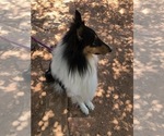 Small Photo #1 Collie Puppy For Sale in ODESSA, TX, USA