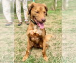 Small #2 Irish Setter Mix
