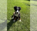 Small #1 Australian Shepherd Mix