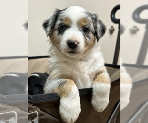 Miniature Australian Shepherd Puppy for Sale in MOCKSVILLE, North Carolina USA