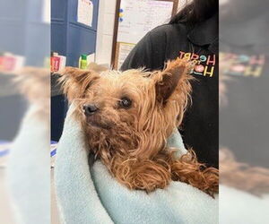 Mutt Dogs for adoption in Temple, TX, USA